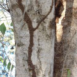 Termiten mögen kein Licht und bauen dunkle Straßen an Bäumen zum Nest