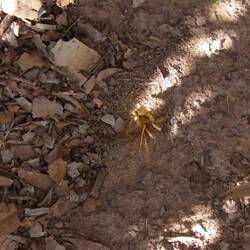 Blattschneideameisen