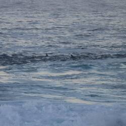 ...schwimmen Delfine durch die Bucht