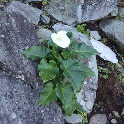 ...und Calla-Trichterpflanzen an den Steinen