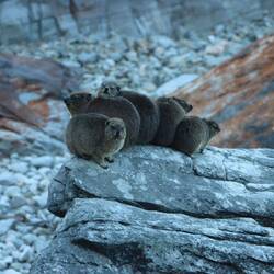 Ich treffe auf Dassies...