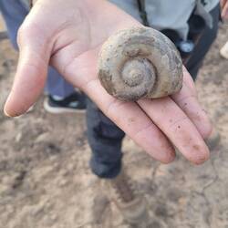 Apple snail, Opfer des Schneckenbussards