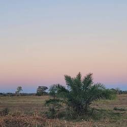 Sonnenuntergangslicht im Pantanal