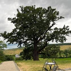 alte Eiche im Garten von Schloss Teleki
