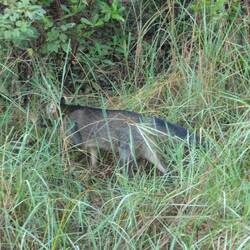 Immer zu zweit unterwegs