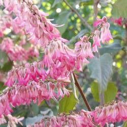 Blüte des Ameisenbaums