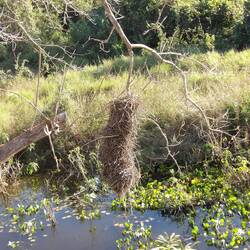 Nest des Krähenstirnvogels