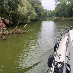 Bei Regen kommt vieles in den Kanal. Dieser Baum ist am Ufer, noch.