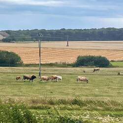 Charolais-Rinder bei RMK-km 215 vor Schleuse 10 (ländliches Lothringen III)