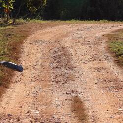 Kaimanschwanz auf der Straße