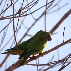 Goldstirnsittich
