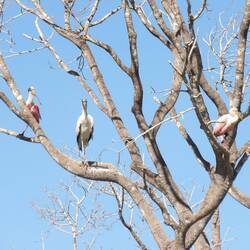 Rosa Löffler und Waldstorch im Baum