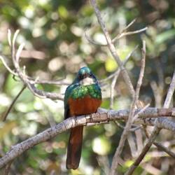 Rotschwanz-Glanzvogel