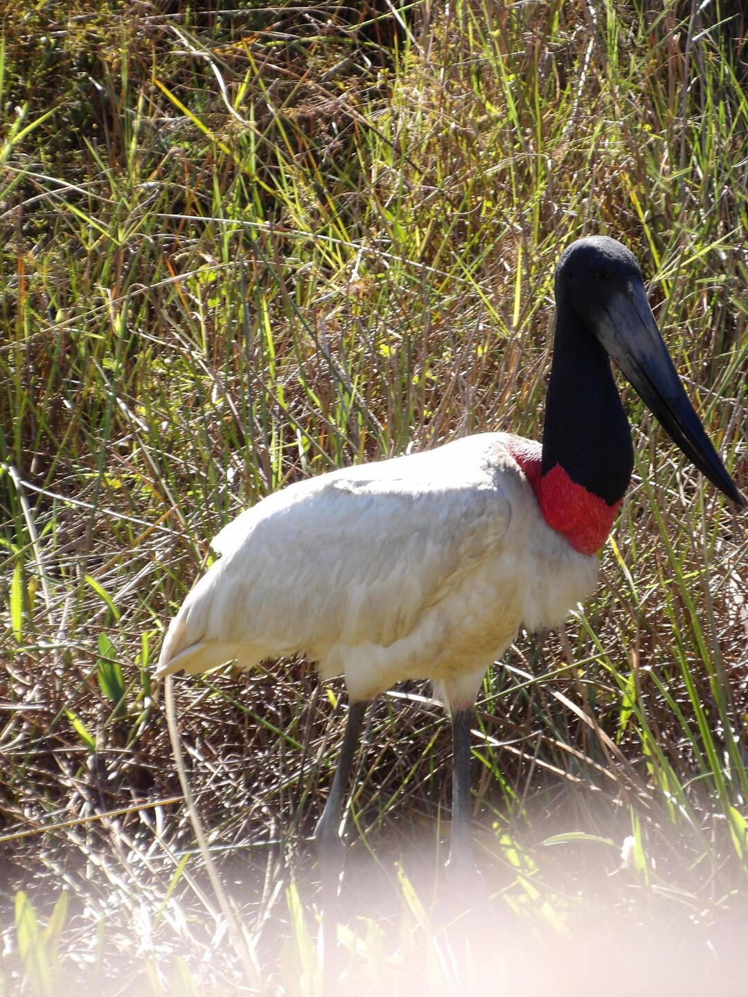 Jabiru