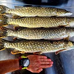 Ils sont pas beaux mes brochets ? 😜