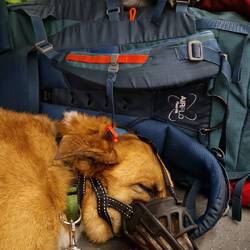 Feucht, müde, unbequem. Da hilft nur schlafen.