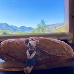 Wandermaus hat frisch gebackes Baguette ergattert 😋