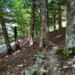 Pfälzerwald voraus 🙂