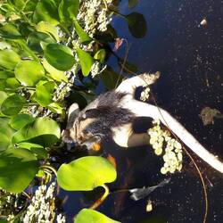 Ein kleiner Ameisenbär ohne Kopf 😔