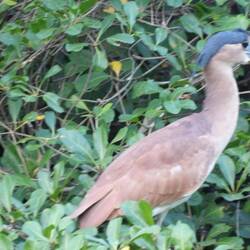 Kahnschnabel-Reiher, juvenil