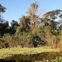 Ein bisschen wie Urwald