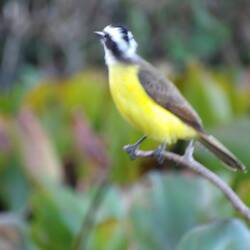 Liktor ( lesser Kiskadee)