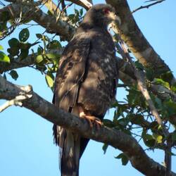 Schneckenbussard, Weibchen