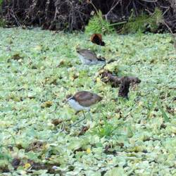 Ritstirnblatthühnchen, adult & juvenil
