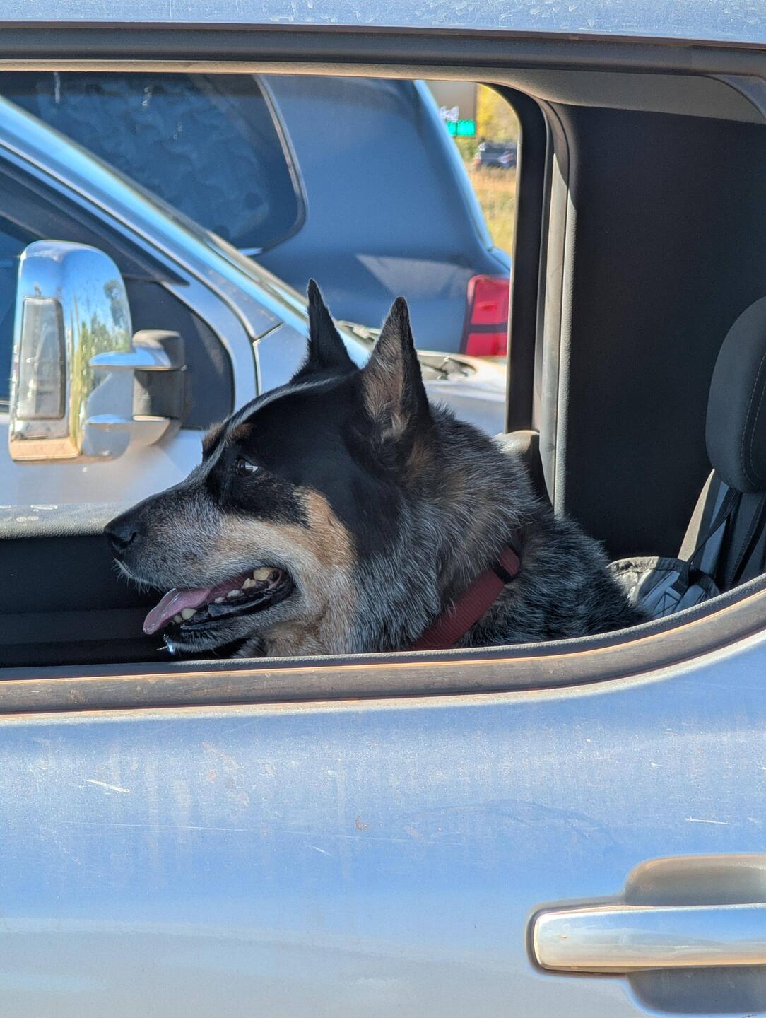 Seltene hütehunde in Autos 😜