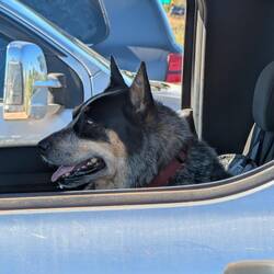 Seltene hütehunde in Autos 😜