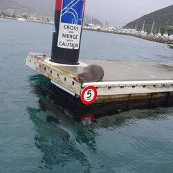 Think someone left their sidekick behind!