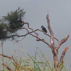 A plump kereru perfectly at home.