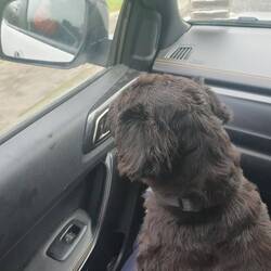 Millie. P and G's wee cutie that came with us to Portage