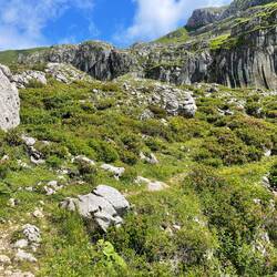 Wunderschöner Alpenrosenhang