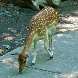 Fallow deer