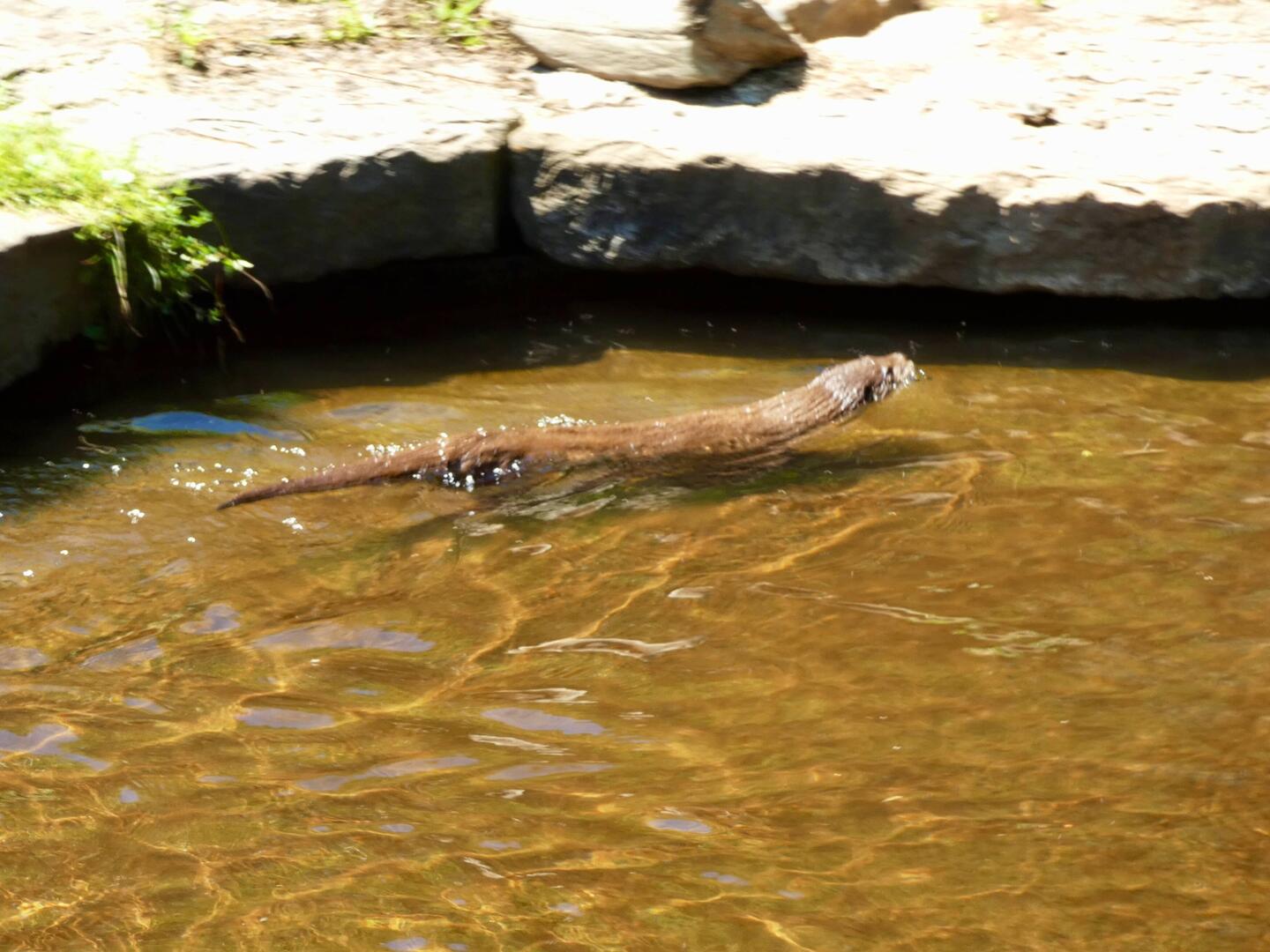 Otter