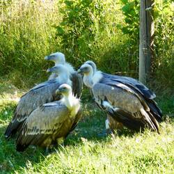Griffon vultures