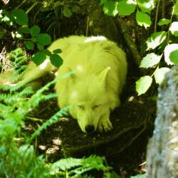 Arctic wolf