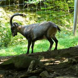 Iberian ibex