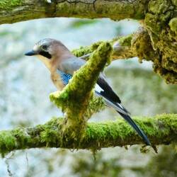 Jay (he was also just visiting)