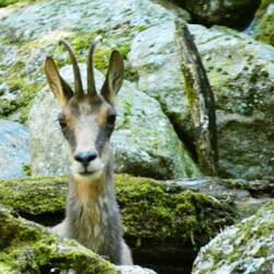Isard (or Pyreneen chamois)