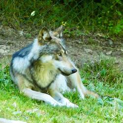 Canadian timber wolf