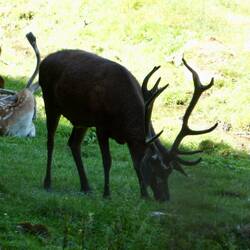 Red deer