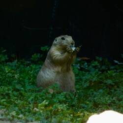Prairie dog