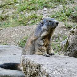 Marmot