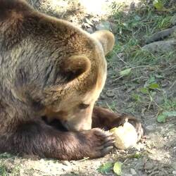 Eurasian Brown bear enjoying his frozen melon