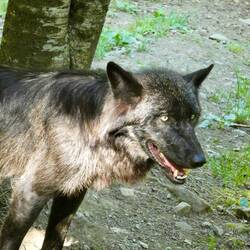 Another Canadian timber wolf