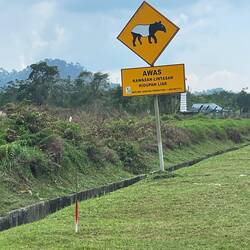 Tapir crossing