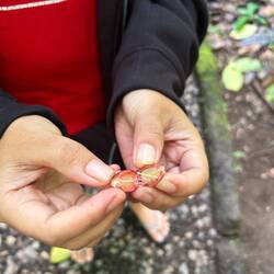 Kafibohne no vor de Verwertig