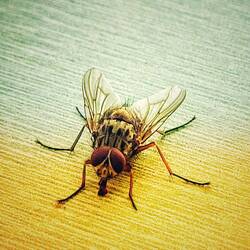 Viele Fliegen gibt's hier!